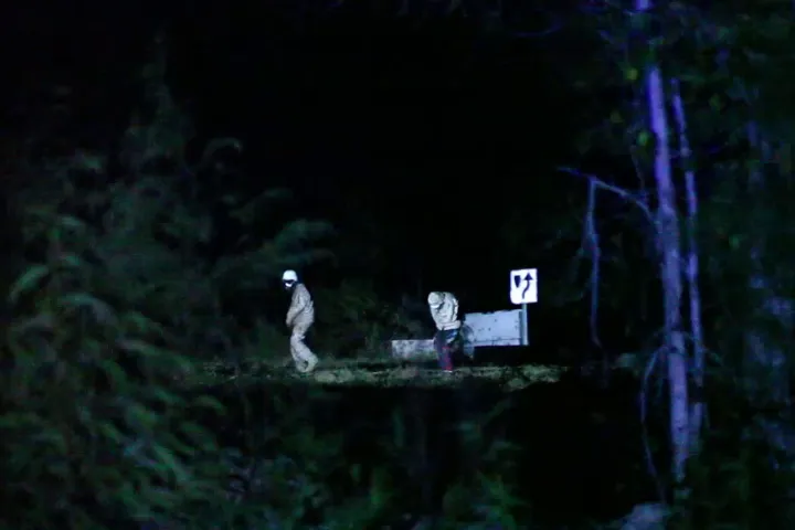 a close up of a tree